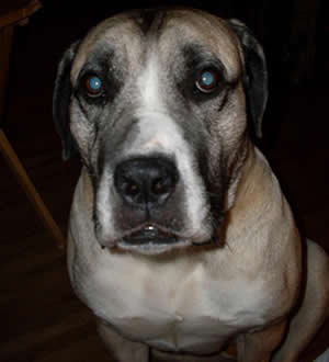 Boerboel In need